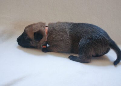 oranje reu