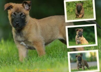 Oakley-Oraya
