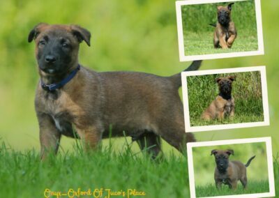 Onyx-Oxford