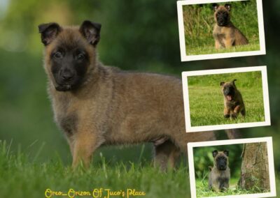 Oreo-Orizon