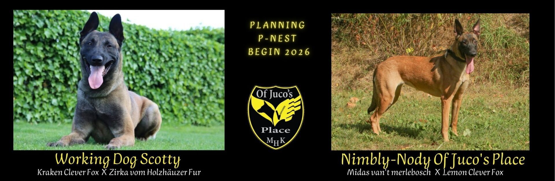 P-Nest (7)