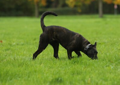 Dizzy 8 maanden (18)