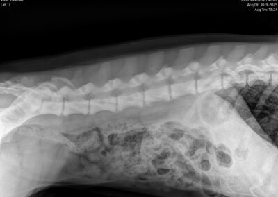 00004168_00076911_DICOM_DX_2025_09_30_0000151443